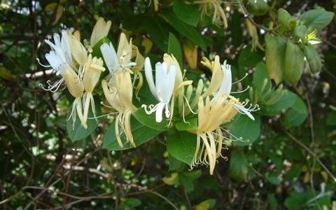 11147012_895548967189463_5999803933078400069_n-480×300